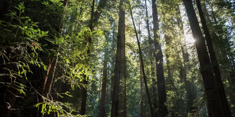 Sustainability Pillar 1 Image